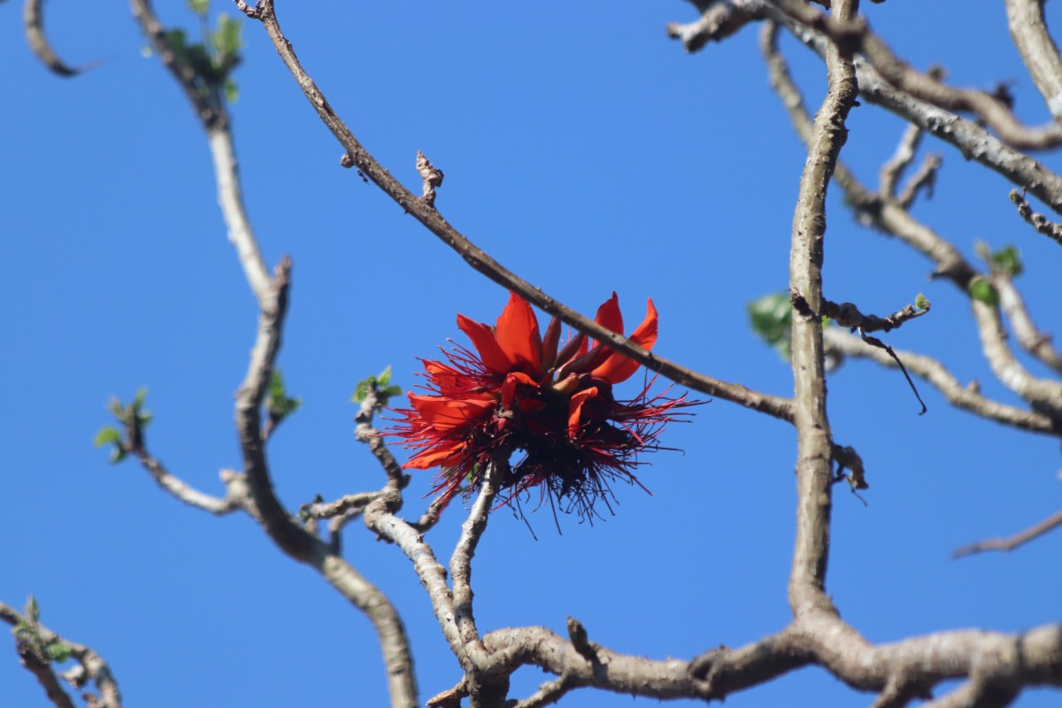 Erythrina variegata L.